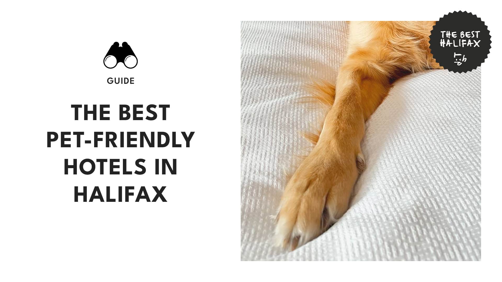 pet-friendly-hotels