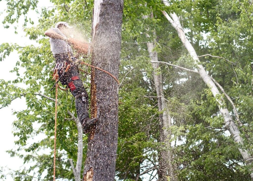 arbor-us-total-tree-service