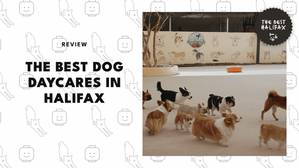 5 Best Dog Daycares in Halifax for Happy, Active Pups