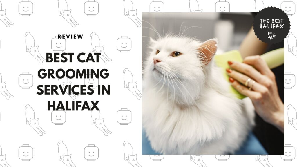 The 5 Best Cat Grooming Services in Halifax to Make Your Feline Healthy and Charming