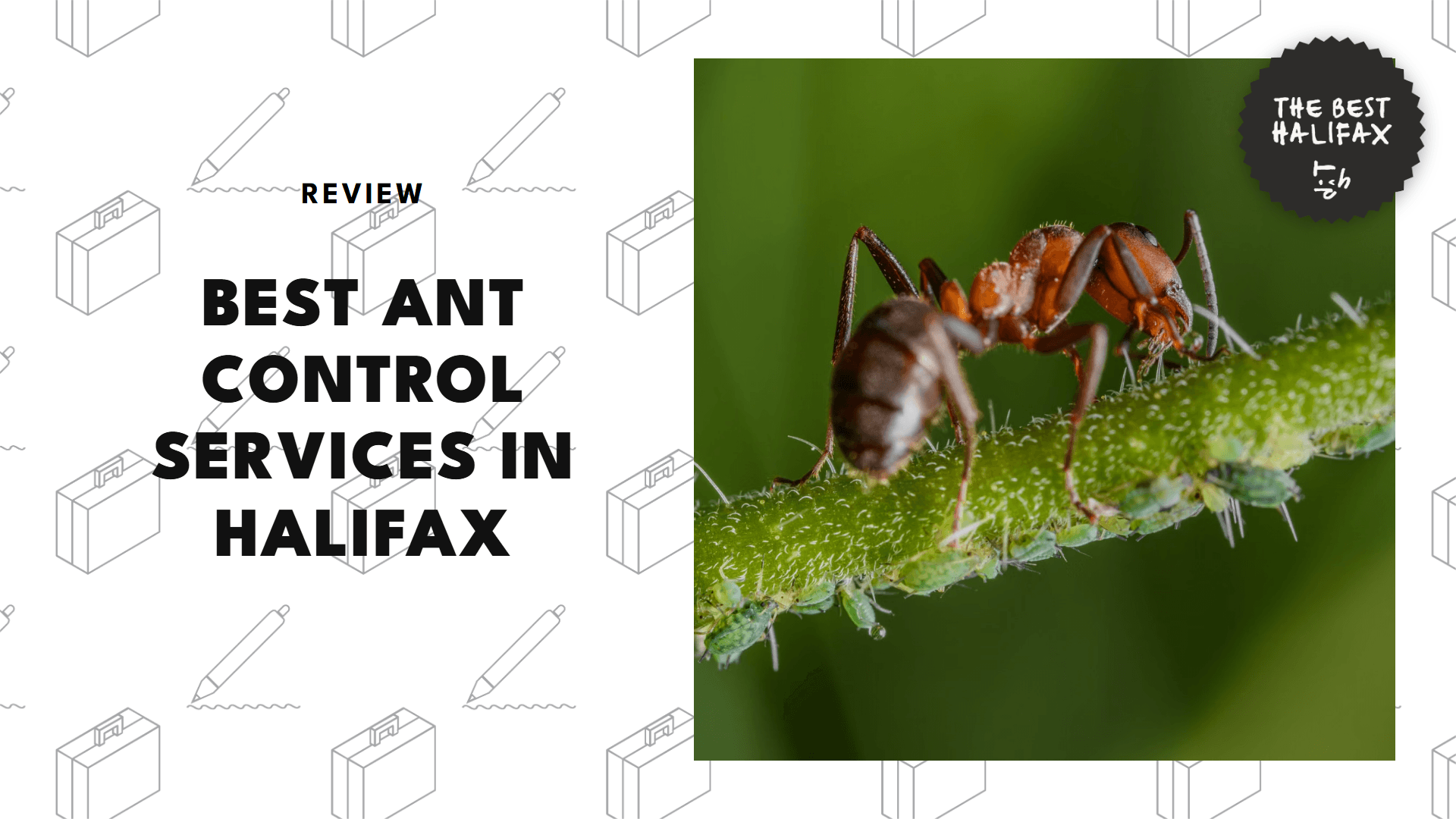 ant-control-services-in-halifax