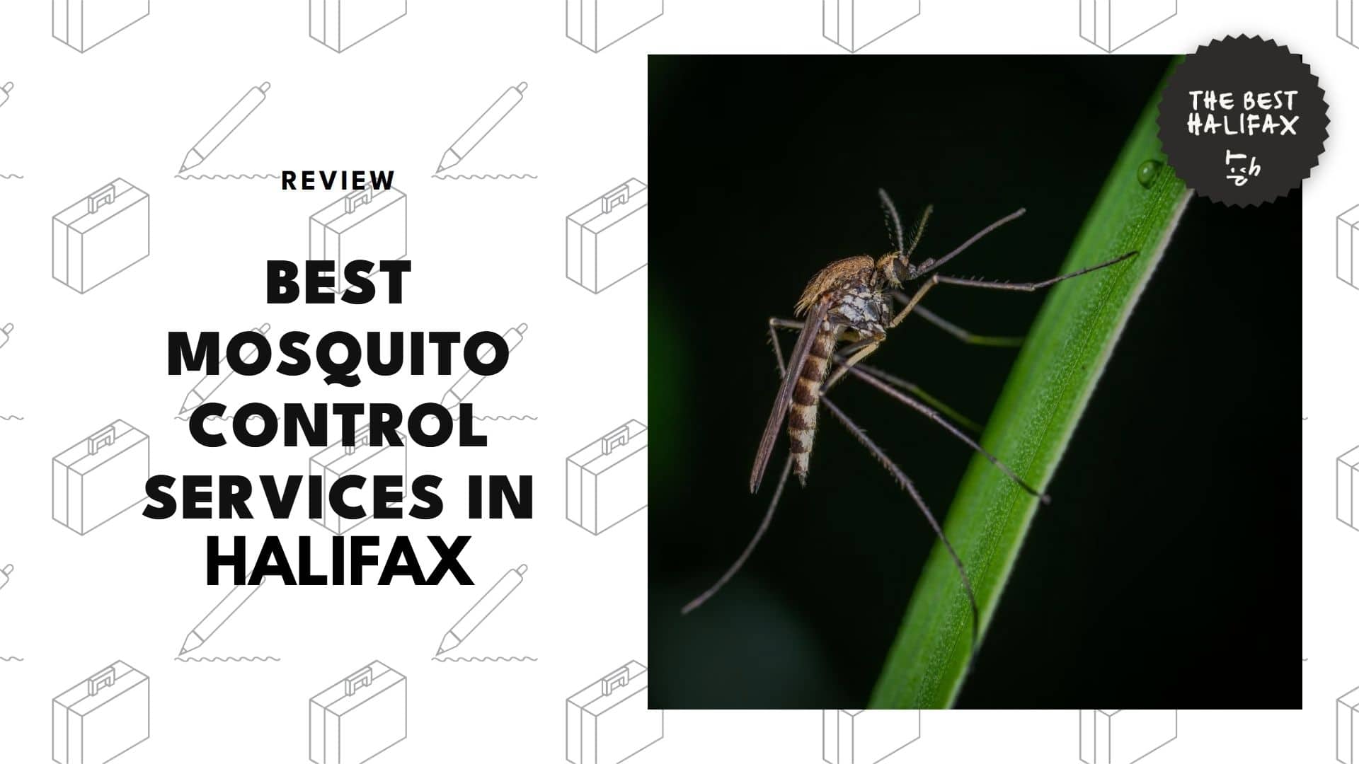 best-mosquito-control-halifax