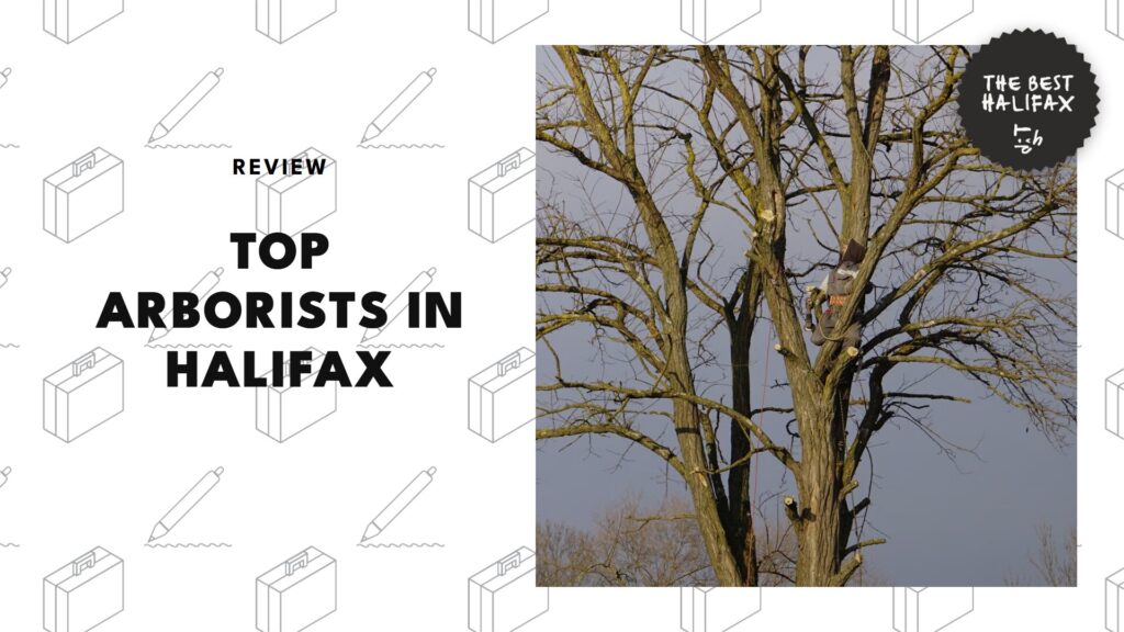 The 5 Best Arborists in Halifax Who’ll Handle Your Tree-mendous Problems 
